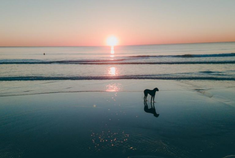 PERRO MAR