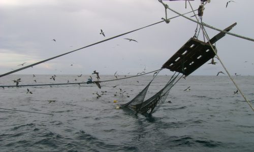 By order of the Constitutional Court, Incopesca must provide MarViva with the requested information on the trawl study
